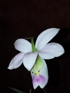 Barkeria uniflora