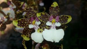 Oncidium leucochilum