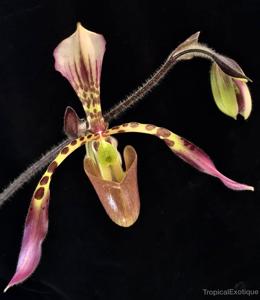 Paphiopedilum haynaldianum