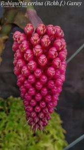 Robiquetia cerina