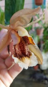 Coelogyne speciosa