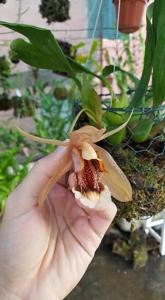 Coelogyne speciosa