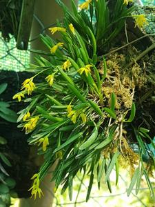 Acianthera sonderiana