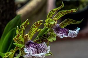 Zygopetalum crinitum