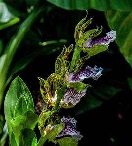 Zygopetalum crinitum