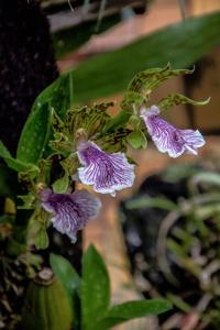 Zygopetalum crinitum