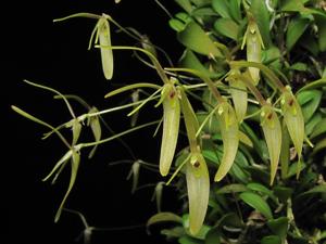 Barbosella cogniauxiana