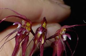 Bulbophyllum gracillimum