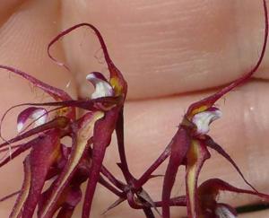 Bulbophyllum gracillimum