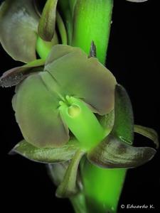 Epidendrum coriifolium