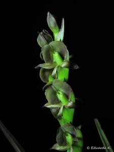 Epidendrum coriifolium