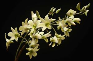 Dendrobium ovatum