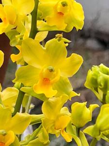 Cyrtopodium flavum