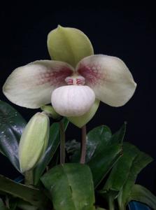 Paphiopedilum hangianum