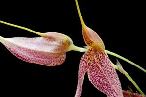 Masdevallia decumana