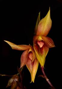 Bulbophyllum mandibulare