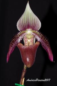 Paphiopedilum ciliolare