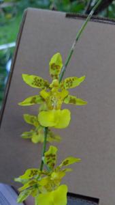 Oncidium citrinum