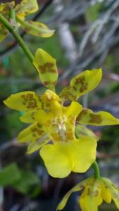 Oncidium citrinum