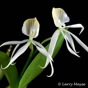 Prosthechea cochleata