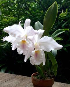 Cattleya labiata