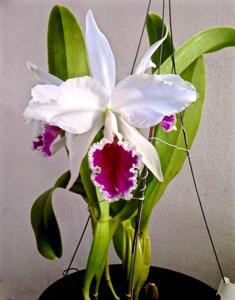 Cattleya labiata