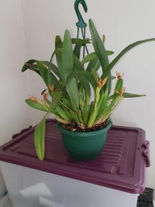 Maxillaria cucullata