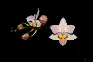 Phalaenopsis equestris