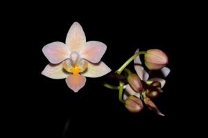 Phalaenopsis equestris