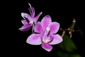 Phalaenopsis equestris