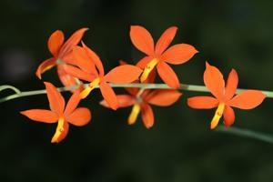 Prosthechea vitellina