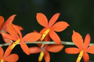 Prosthechea vitellina