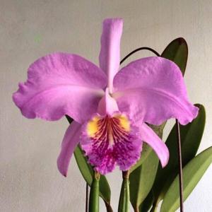 Cattleya lueddemanniana