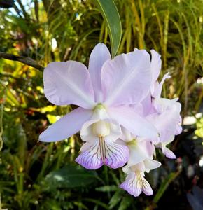 Cattleya nobilior