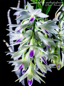 Dendrobium amethystoglossum