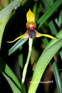 Maxillaria cucullata