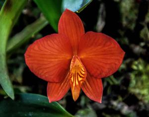 Cattleya coccinea