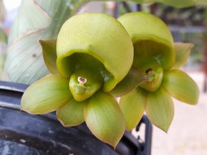 Catasetum osakadianum