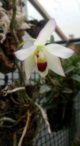 Dendrobium flexicaule