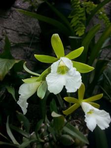 Prosthechea mariae