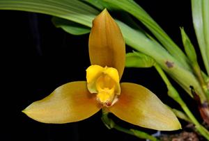 Lycaste lasioglossa