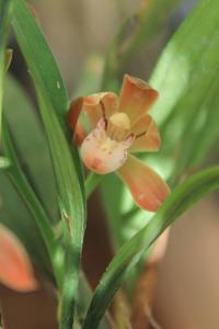 Cymbidium lancifolium