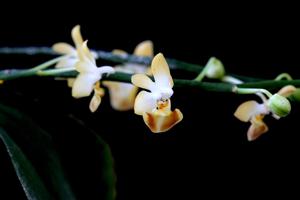 Phalaenopsis lobbii