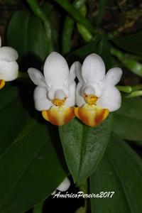 Phalaenopsis lobbii