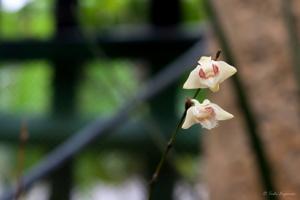 Dendrobium escritorii