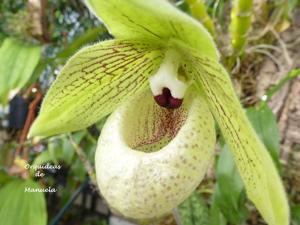 Paphiopedilum malipoense