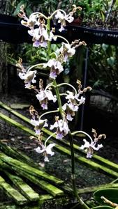 Dendrobium pseudoconanthum