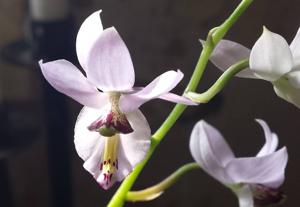 Barkeria whartoniana