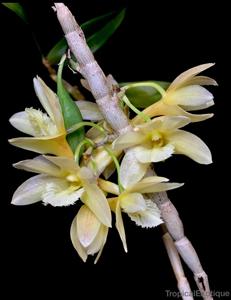 Dendrobium serratilabium