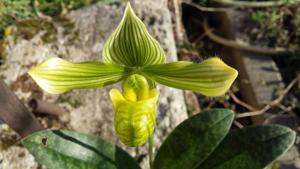 Paphiopedilum venustum